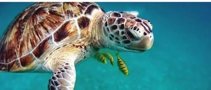 tortue anses d'arlet martinique